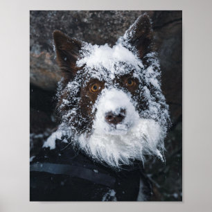 Snowy Face Red Border Collie in Winter Jacket Poster
