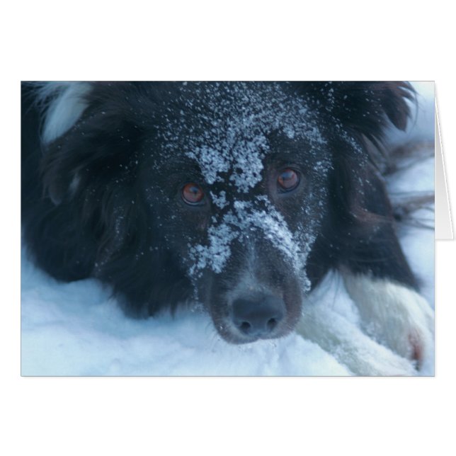 Snowy Faced Border Collie Cute Dog Card (Front Horizontal)