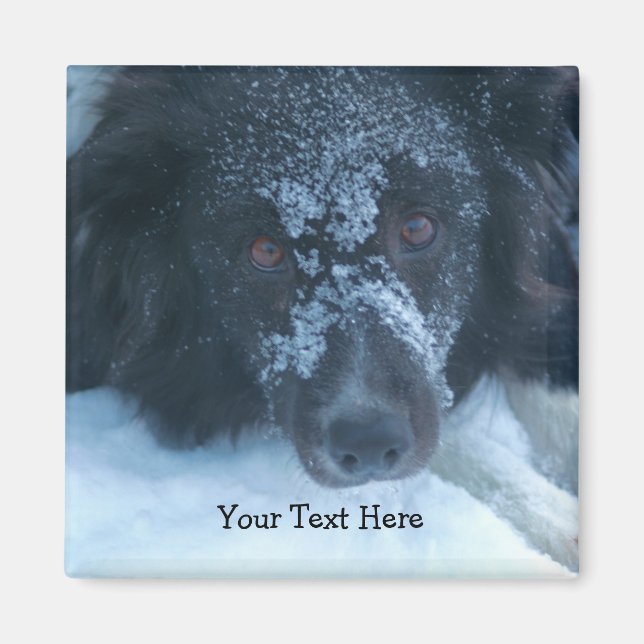 Snowy Faced Border Collie Cute Dog Magnet (Front)