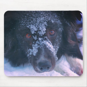 Snowy Faced Border Collie Dog Cute  Mouse Pad