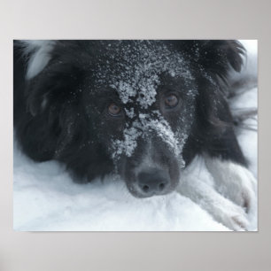 Snowy Faced Border Collie Dog Poster