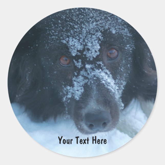 Snowy Faced Border Collie Dog Sticker (Front)