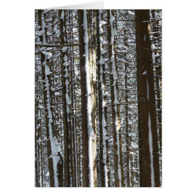 Snowy Fir Tree (Devant)