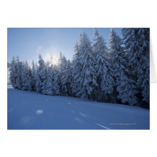 snowy forest in the mountain