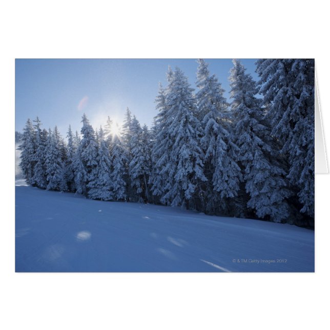 snowy forest in the mountain (Front Horizontal)