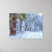 Snowy Forest Scene