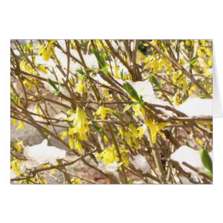 Snowy Forsythia