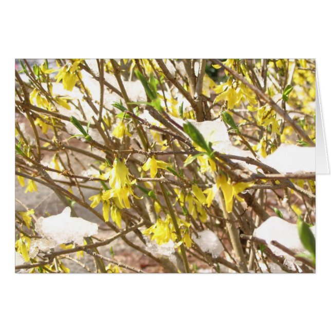 Snowy Forsythia (Front Horizontal)