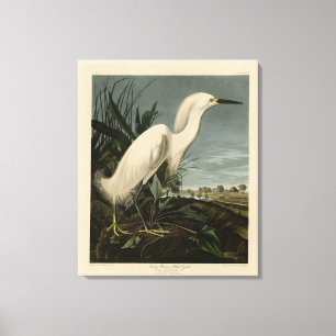 Snowy Heron (Egret) - Audubon's Birds of America Canvas Print
