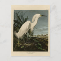 Snowy Heron (Egret) - Audubon's Birds of America