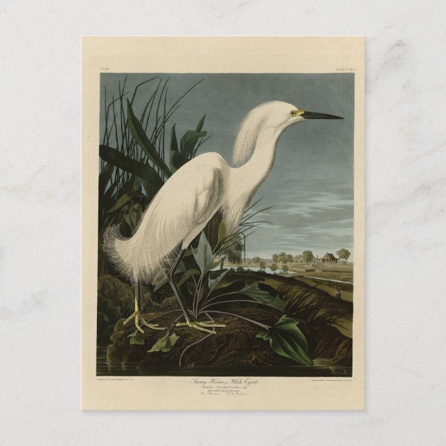 Snowy Heron (Egret) - Audubon's Birds of America Postcard (Front)