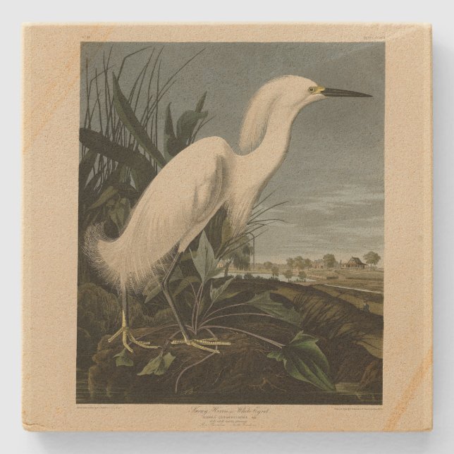 Snowy Heron (Egret) - Audubon's Birds of America Stone Coaster (Front)