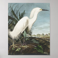 Snowy Heron or White Egret from Birds of America