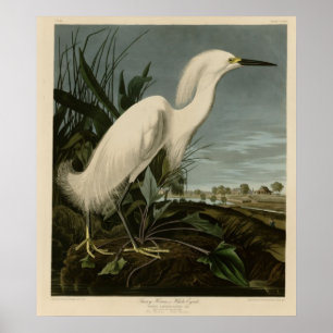 Snowy Heron or White Egret Poster