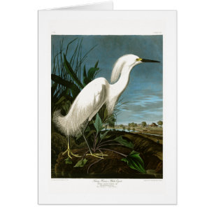 Snowy Heron White Egret Audubon Birds of America