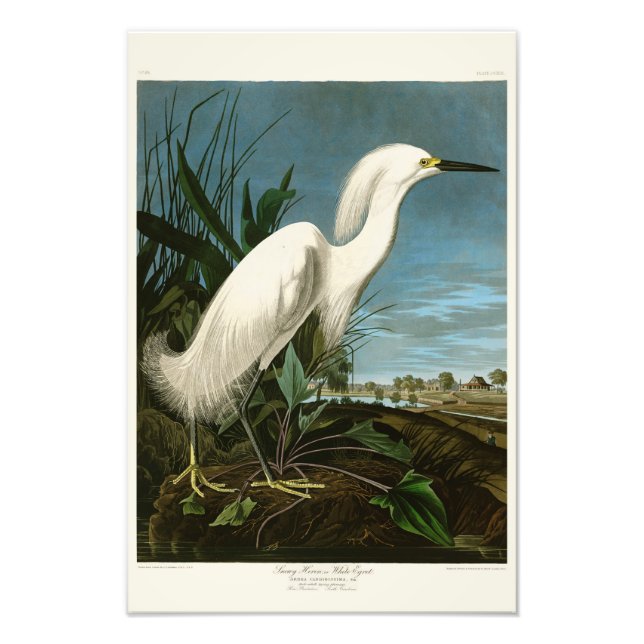 Snowy Heron White Egret Audubon Birds of America Photo Print (Front)