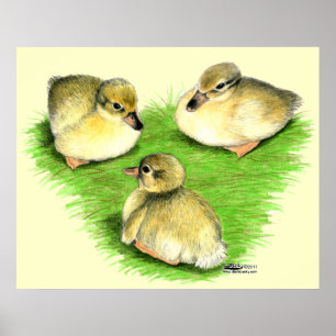 Snowy Mallard Ducklings Poster