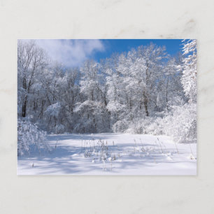 Snowy Marthaler Park and Trees Postcard