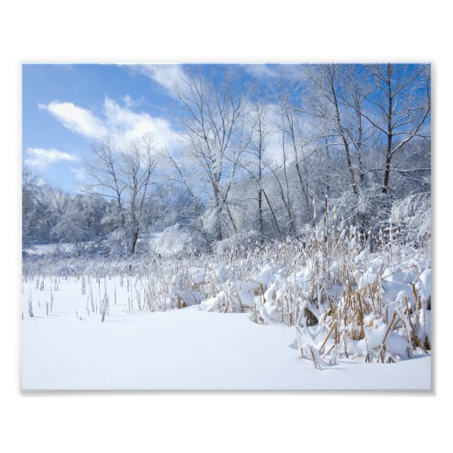 Snowy Marthaler Pond Trees and Reeds Photo Print (Front)