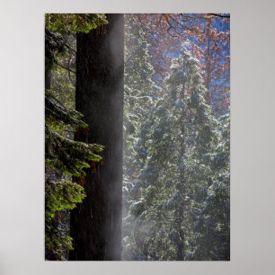 Snowy Mist in the Forest Poster