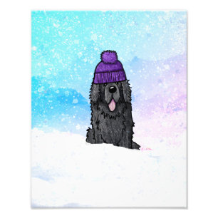 Snowy Newfoundland  Photo Print