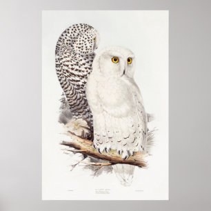 snowy Owl (1832–1837) Poster