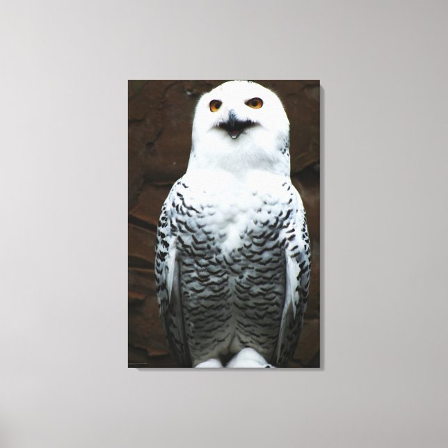 Snowy Owl 24x36 (60x90cm) waccnm Canvas Print (Front)