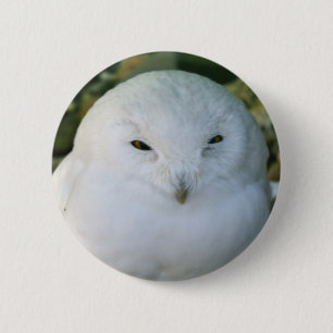 Snowy Owl 2 Inch Round Button