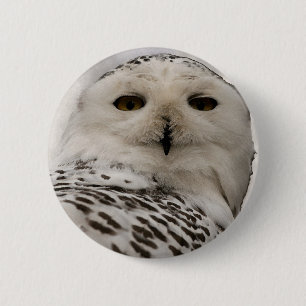 snowy owl 2 inch round button