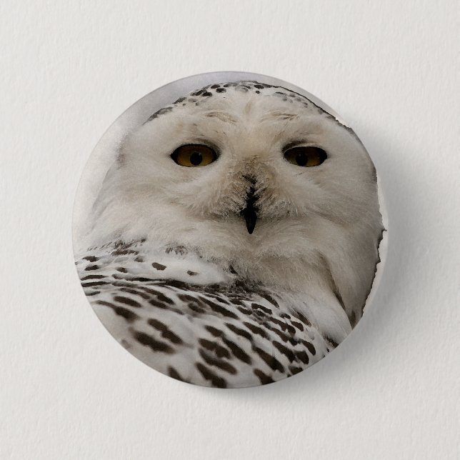 snowy owl 2 inch round button (Front)