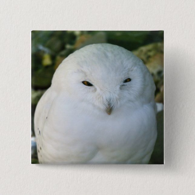 Snowy Owl 2 Inch Square Button (Front)