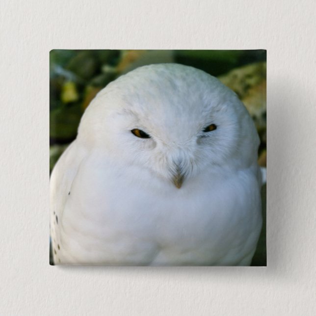 Snowy Owl 2 Inch Square Button (Front)