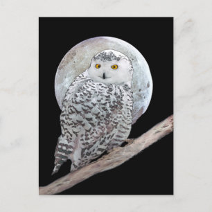 Snowy Owl and Moon Painting - Original Bird Art Postcard