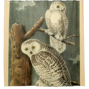 Snowy Owl Audubon Bird Artwork