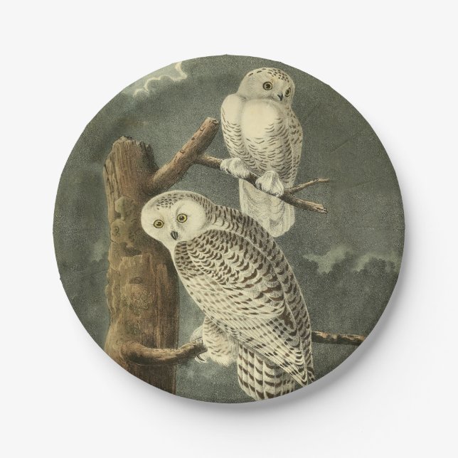 Snowy Owl Audubon Bird Artwork Paper Plate (Front)