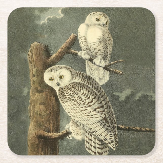 Snowy Owl Audubon Bird Artwork Square Paper Coaster (Front)