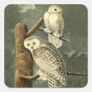 Snowy Owl Audubon Bird Artwork Square Sticker