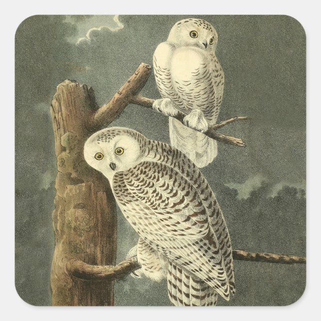 Snowy Owl Audubon Bird Artwork Square Sticker (Front)