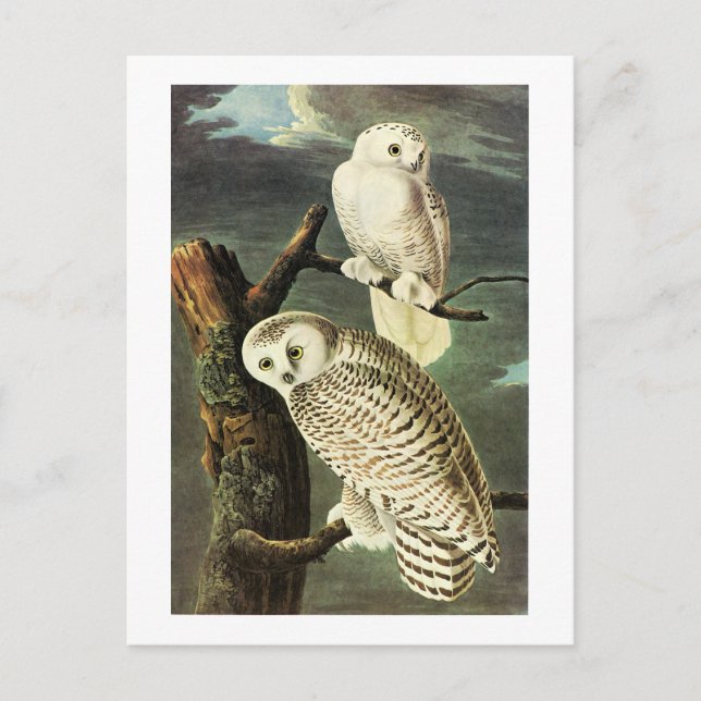 Snowy Owl - Audubon Fine Vintage Birds America Postcard (Front)