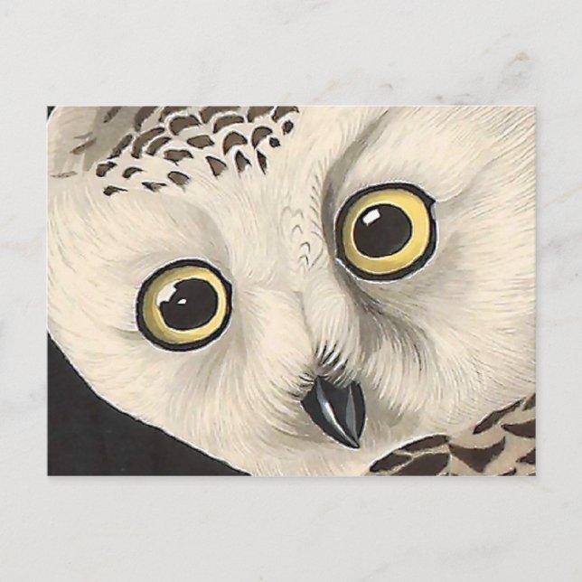 Snowy Owl - Audubon Fine Vintage Birds America Postcard (Front)