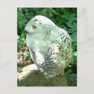 Snowy Owl Bird Postcard