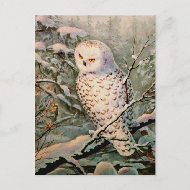 SNOWY OWL by SHARON SHARPE Postcard (Front)