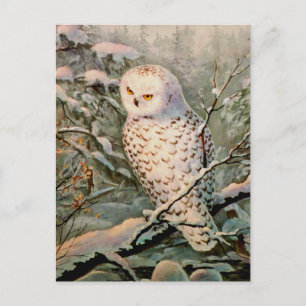 SNOWY OWL by SHARPE SHARPE Postcard