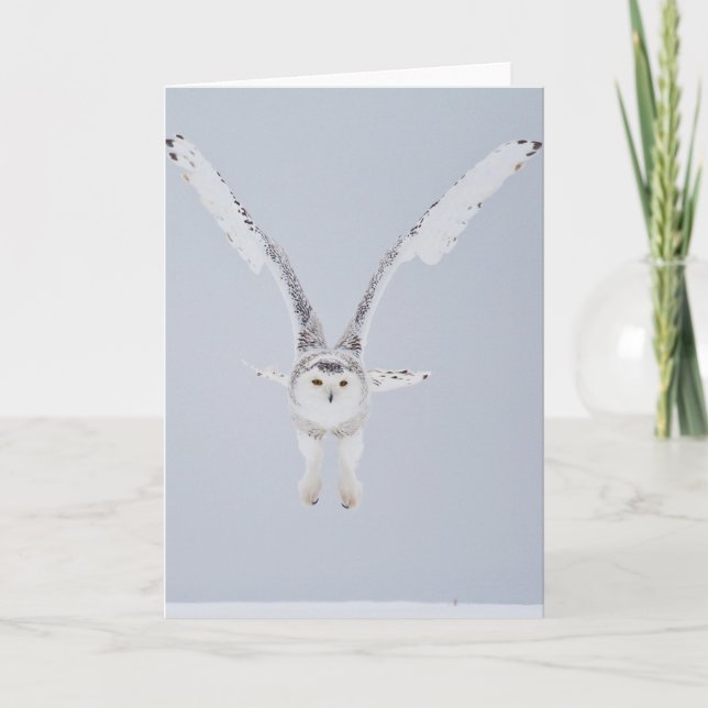 Snowy Owl Card (Front)