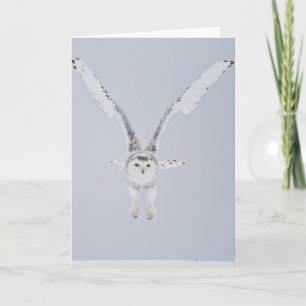 Snowy Owl Card