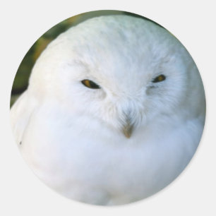 Snowy Owl Classic Round Sticker