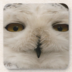 Snowy Owl Coaster
