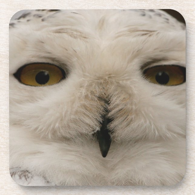 Snowy Owl Coaster (Front)