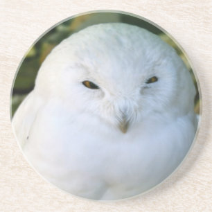 Snowy Owl Coaster