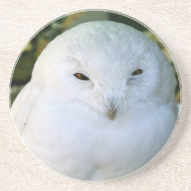 Snowy Owl Coaster (Front)